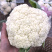 四川自贡优质散花，大量供应