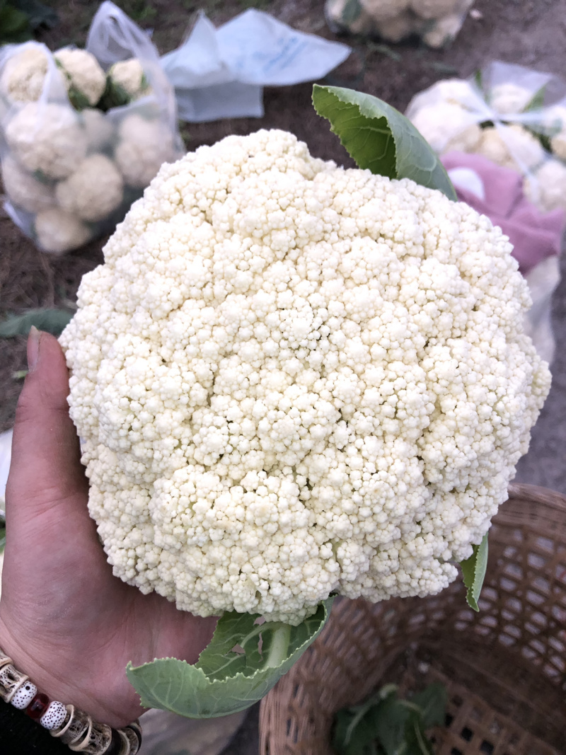 四川自贡优质散花，大量供应