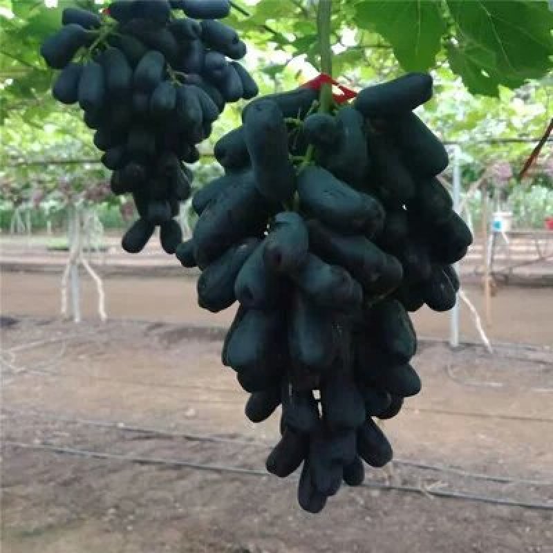 优质甜蜜蓝宝石葡萄苗品种纯产量高抗病强
