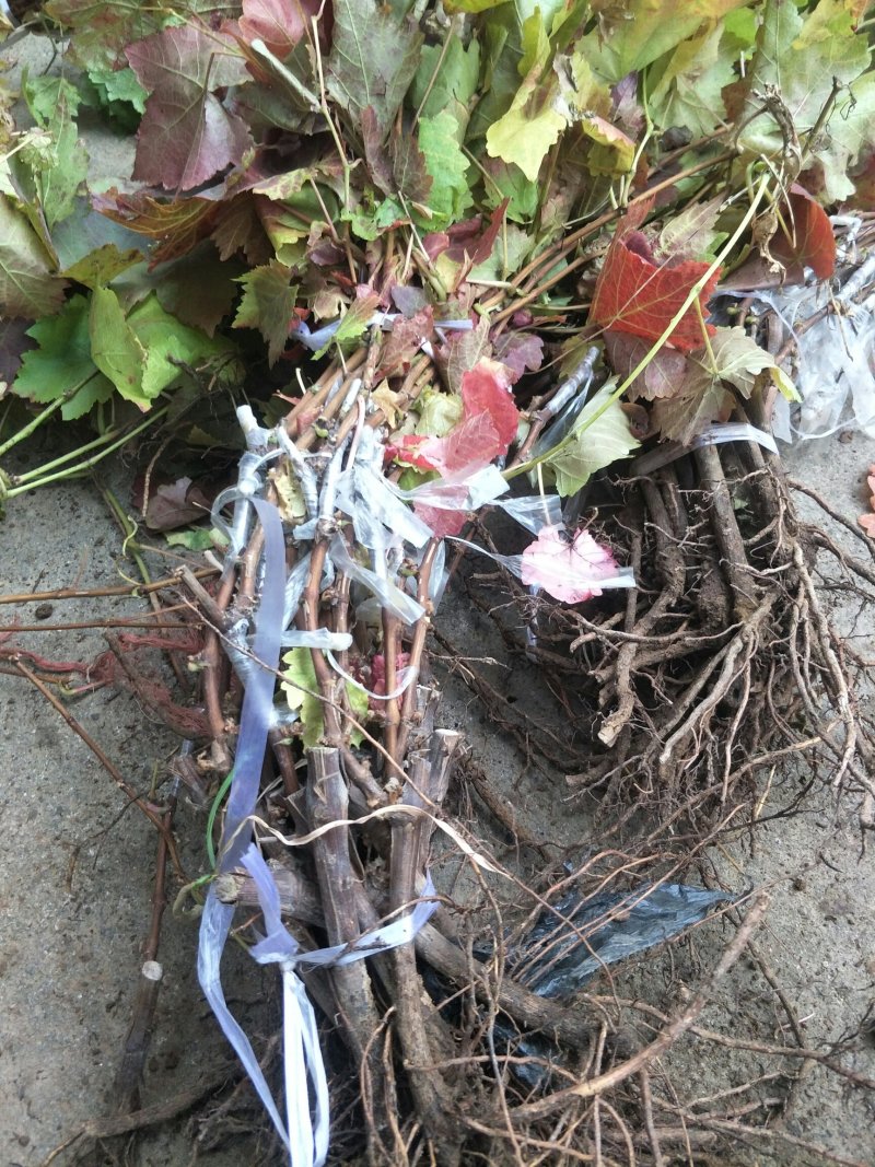优质甜蜜蓝宝石葡萄苗品种纯产量高抗病强