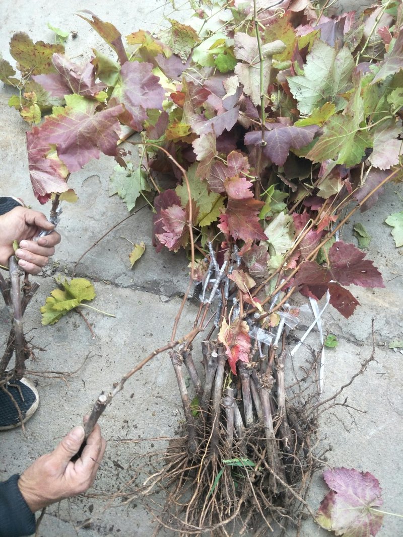 优质甜蜜蓝宝石葡萄苗品种纯产量高抗病强