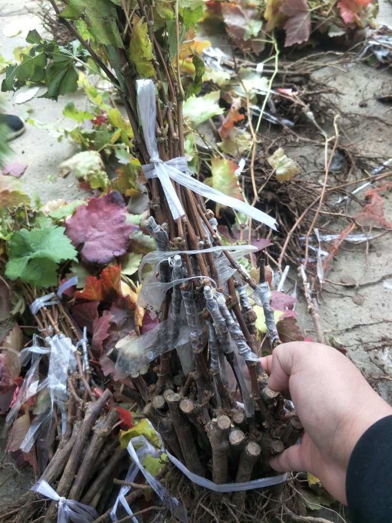 优质甜蜜蓝宝石葡萄苗品种纯产量高抗病强