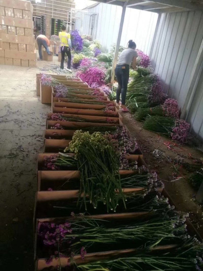 勿忘我水晶草