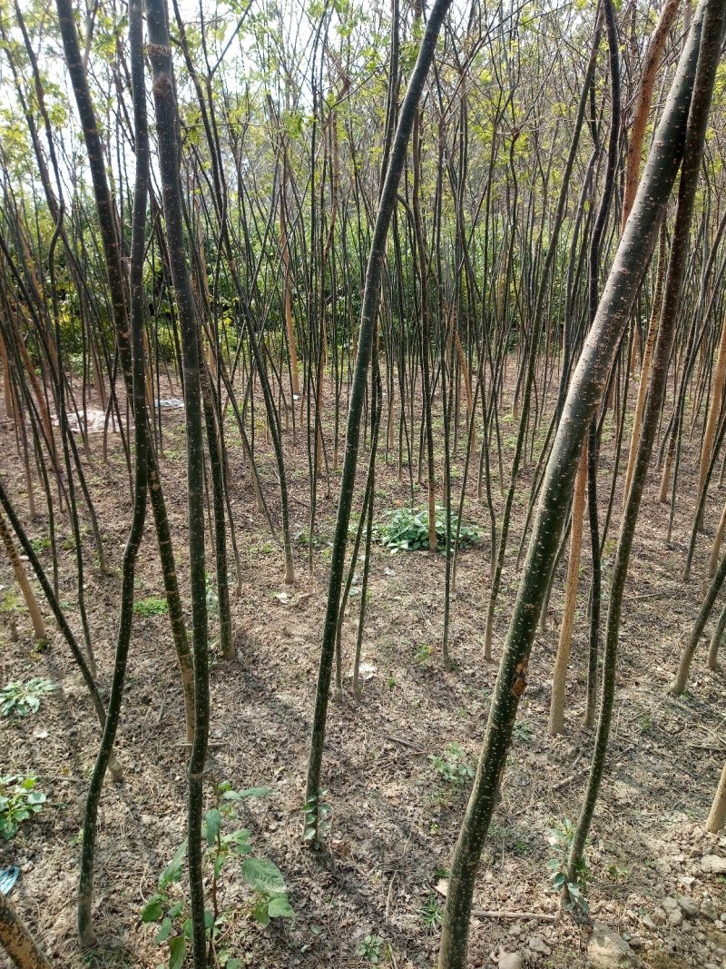 国槐苗常年批发0.8至两公分通货‘‘规格齐全，欢迎选购。