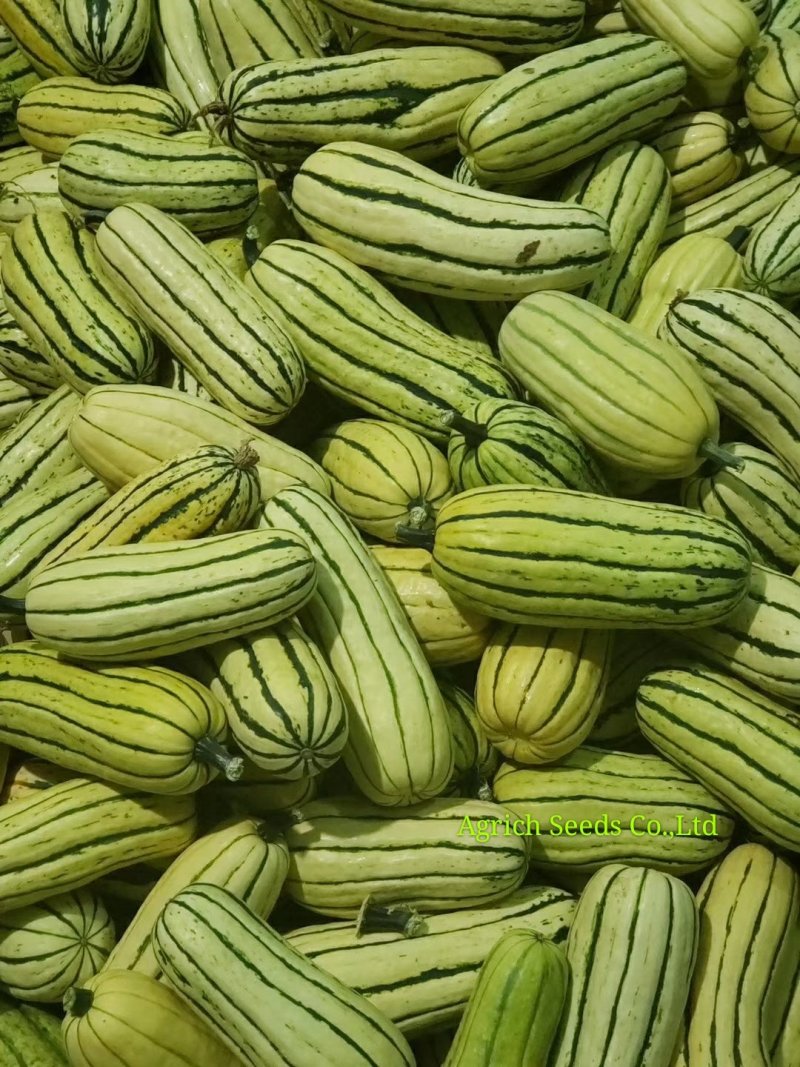 蜜船长圆形绿条纹美味小南瓜种子早熟品质优良