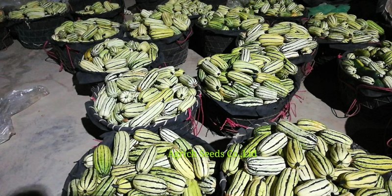 蜜船长圆形绿条纹美味小南瓜种子早熟品质优良