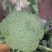 西兰花，四川精品西兰花大量有货，面向全国一手货源