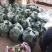 西兰花，四川精品西兰花大量有货，面向全国一手货源