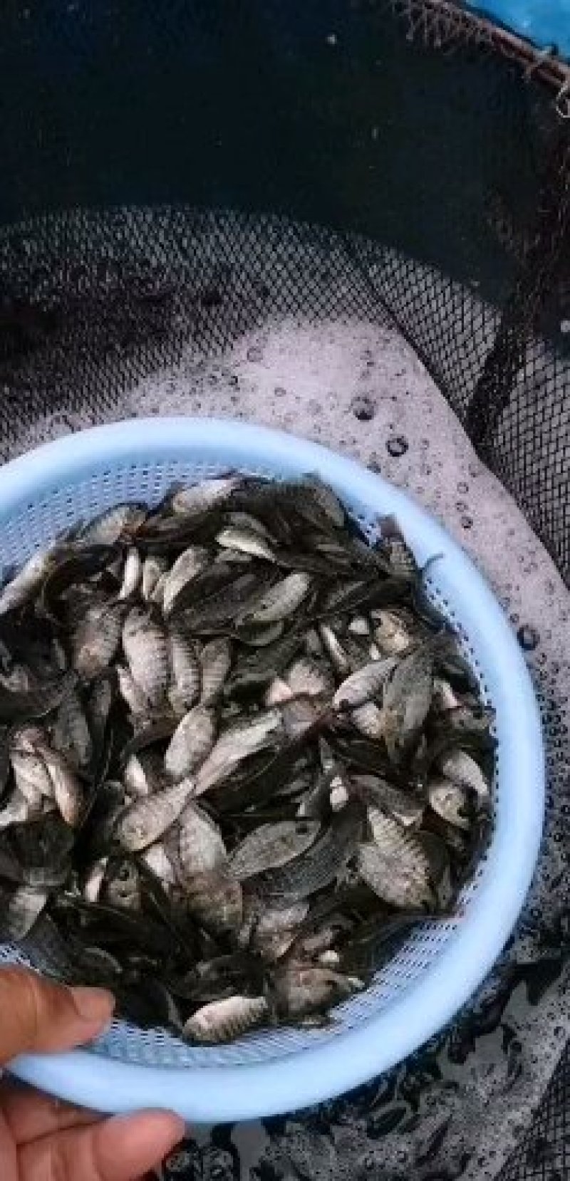 【产地发货】罗非鱼苗，苏丹罗非鱼苗，提供技术