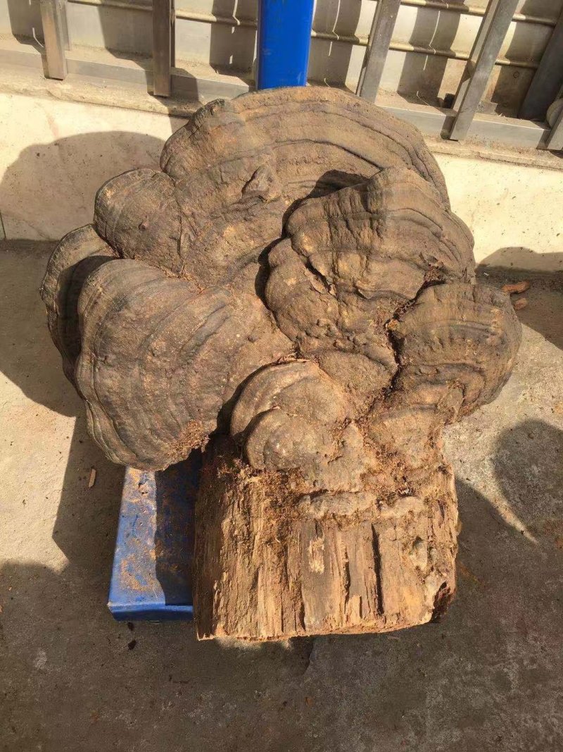 树舍灵芝（木青灵芝）喜欢那个截图私聊确认是否现货