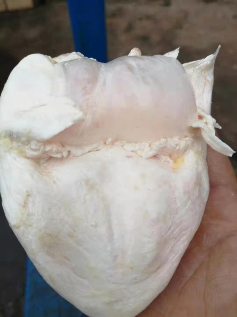 江团鱼泡