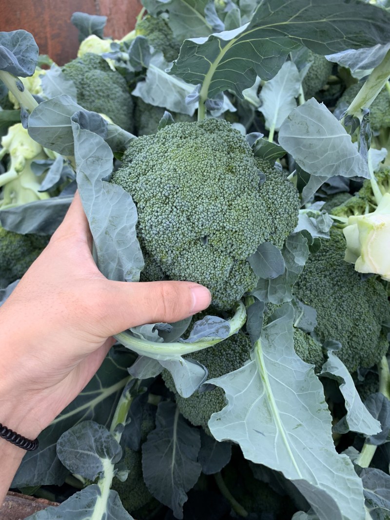 🥦精品西兰花🥦基地直供🥦欢迎咨询。