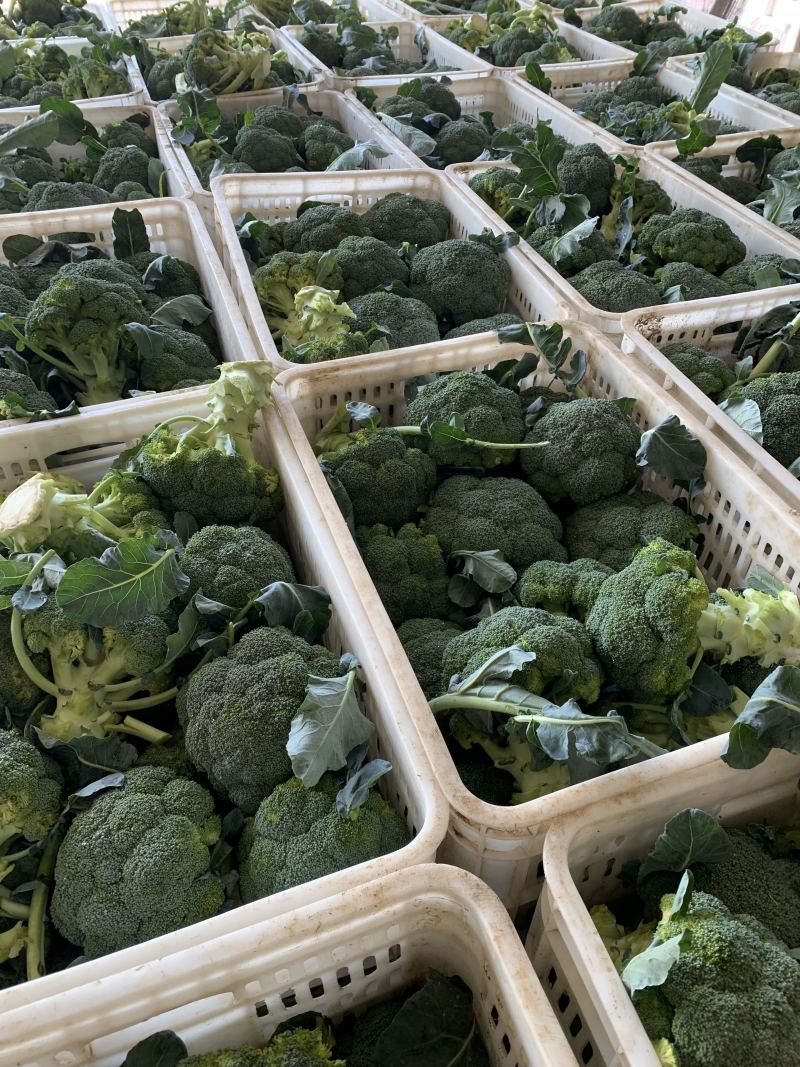 🥦精品西兰花🥦基地直供🥦欢迎咨询。