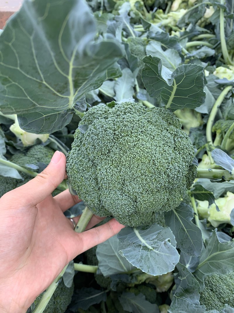 🥦精品西兰花🥦基地直供🥦欢迎咨询。