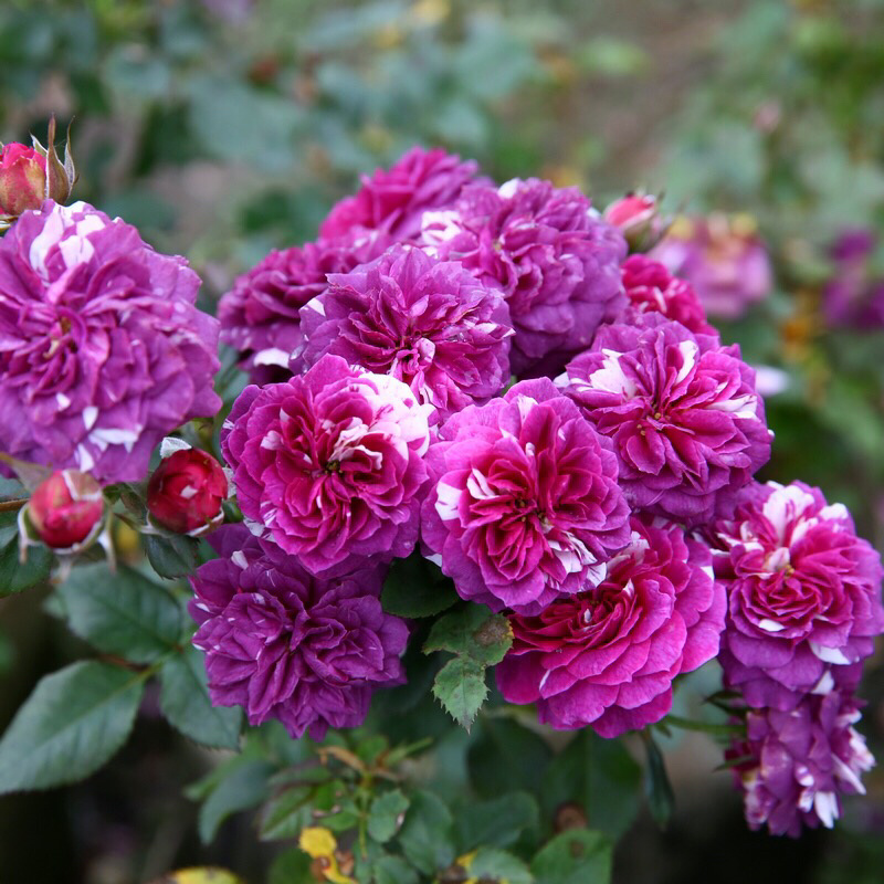 月季苗芬芳宝石月季多头浓香勤花