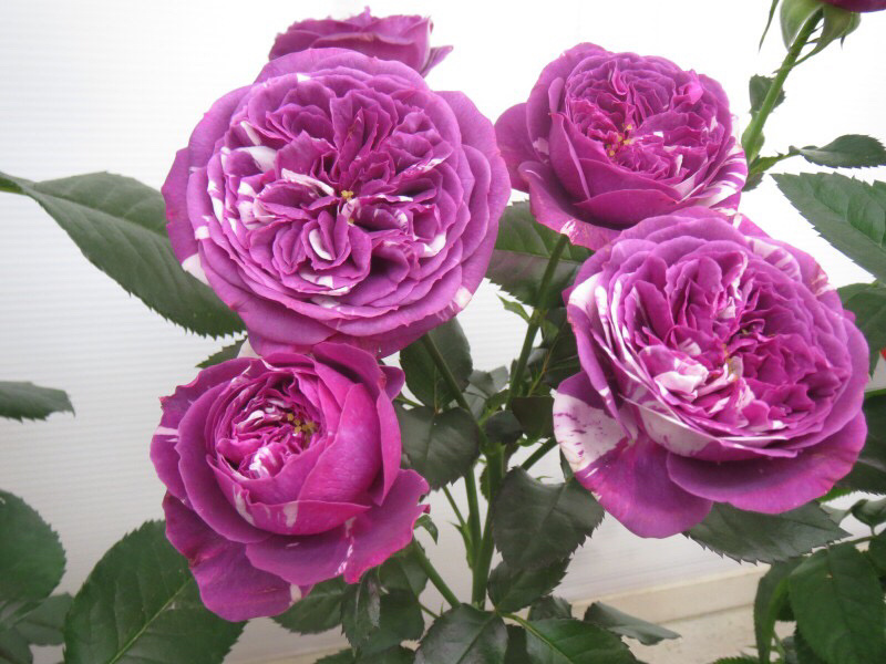 月季苗芬芳宝石月季多头浓香勤花