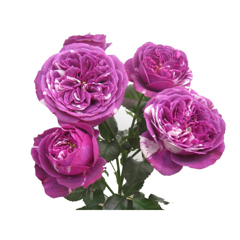 月季苗芬芳宝石月季多头浓香勤花