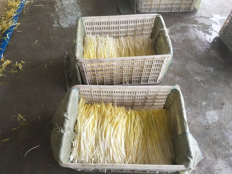 精品韭黄大量上市长期供应。欢迎来电订购。