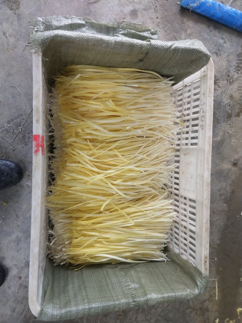 精品韭黄大量上市长期供应。欢迎来电订购。