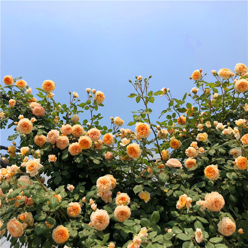 欧月多花庭院月季藤本月季花苗玛格丽特王妃爬藤月季耐热多花