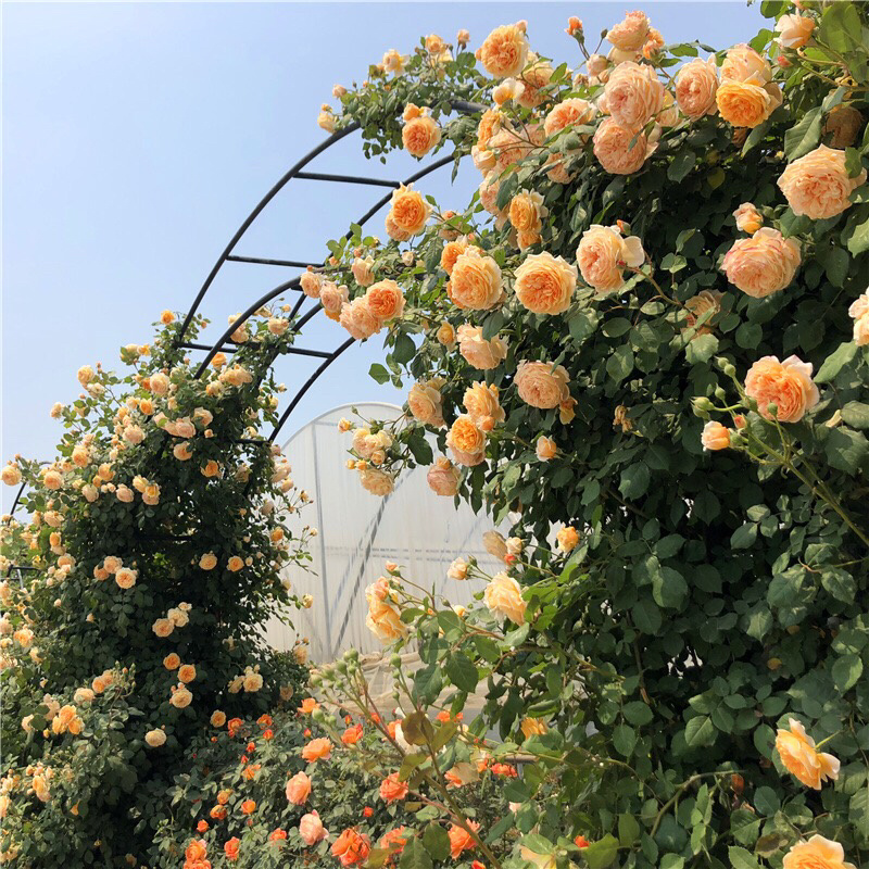 欧月多花庭院月季藤本月季花苗玛格丽特王妃爬藤月季耐热多花