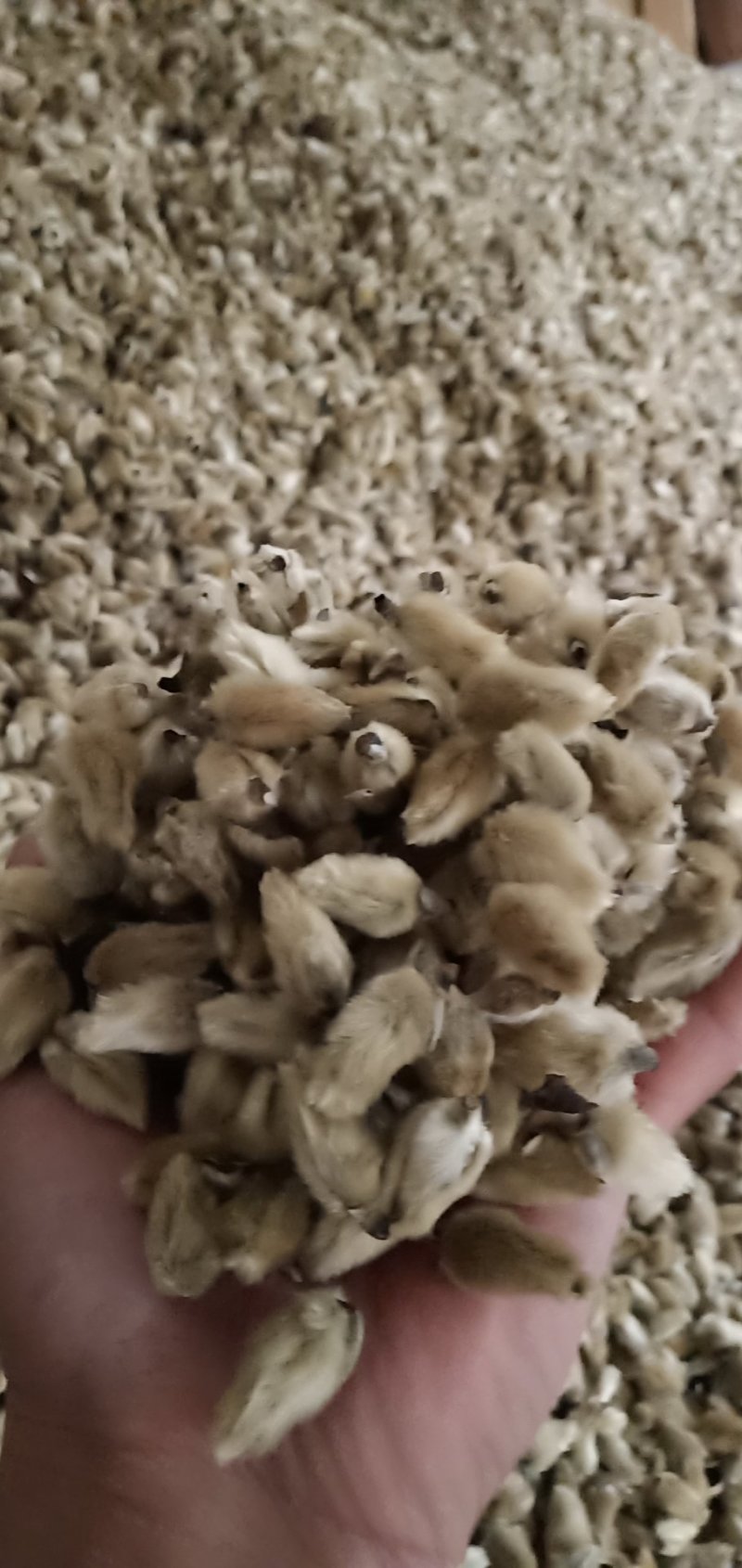 辛夷批发价格可协商纯野生天然货产地直销药食同源
