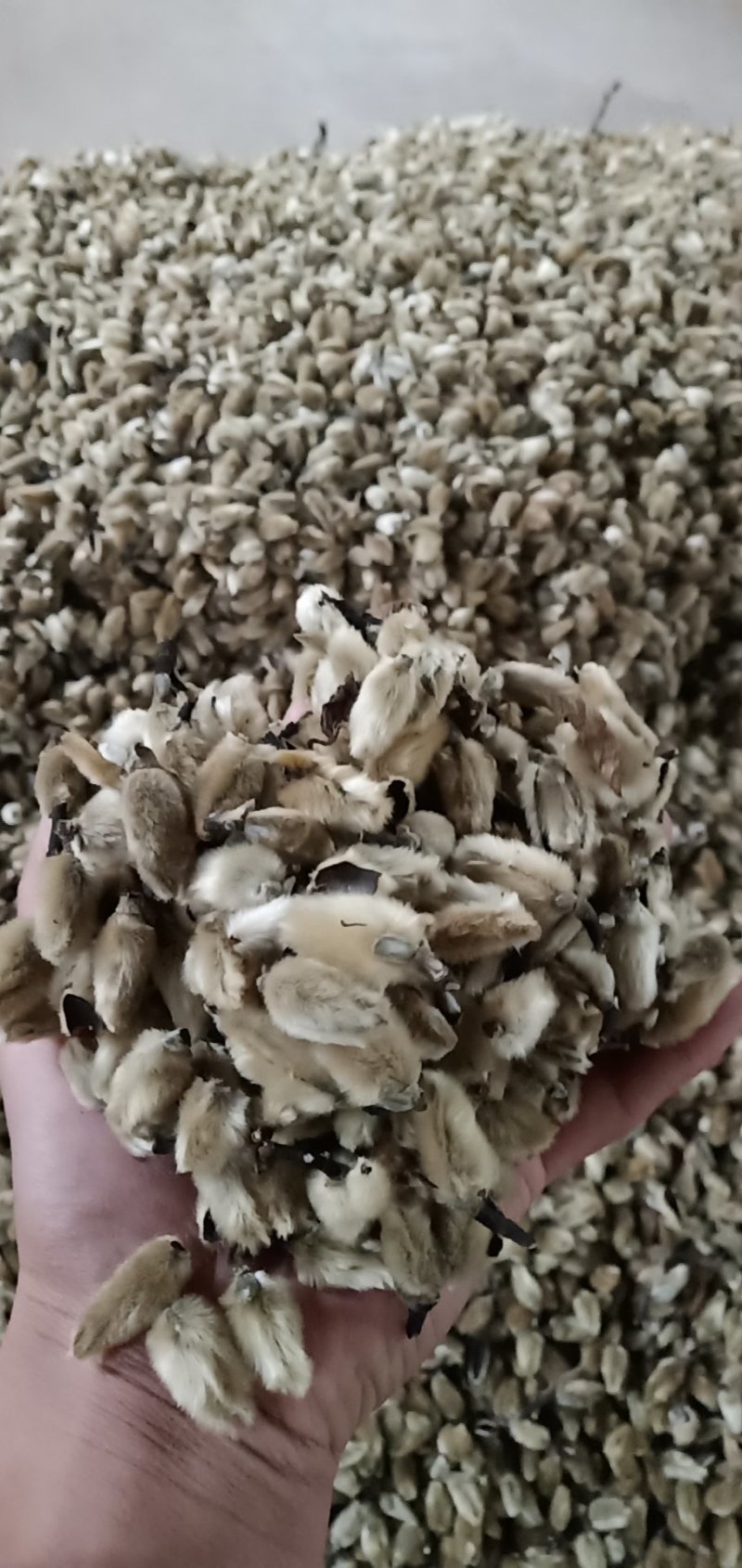 辛夷批发价格可协商纯野生天然货产地直销药食同源