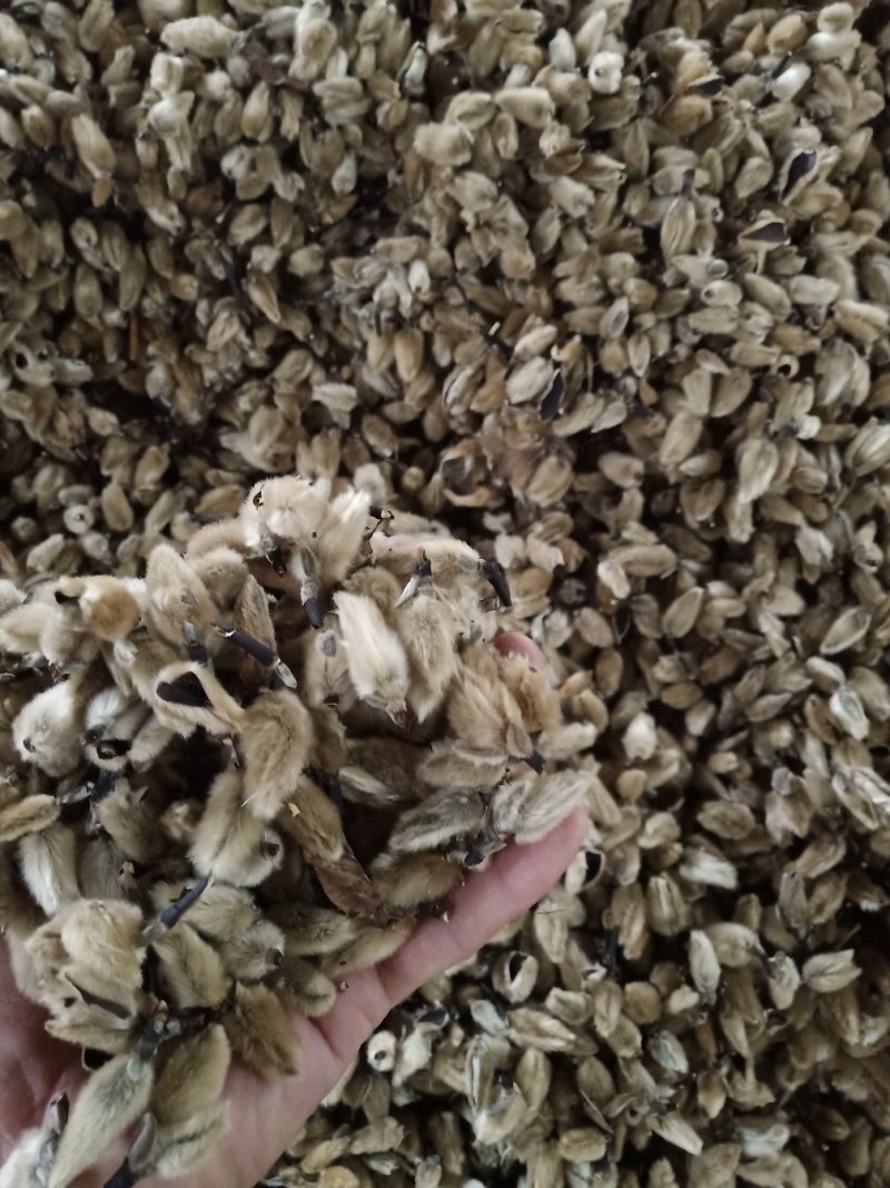 辛夷批发价格可协商纯野生天然货产地直销药食同源