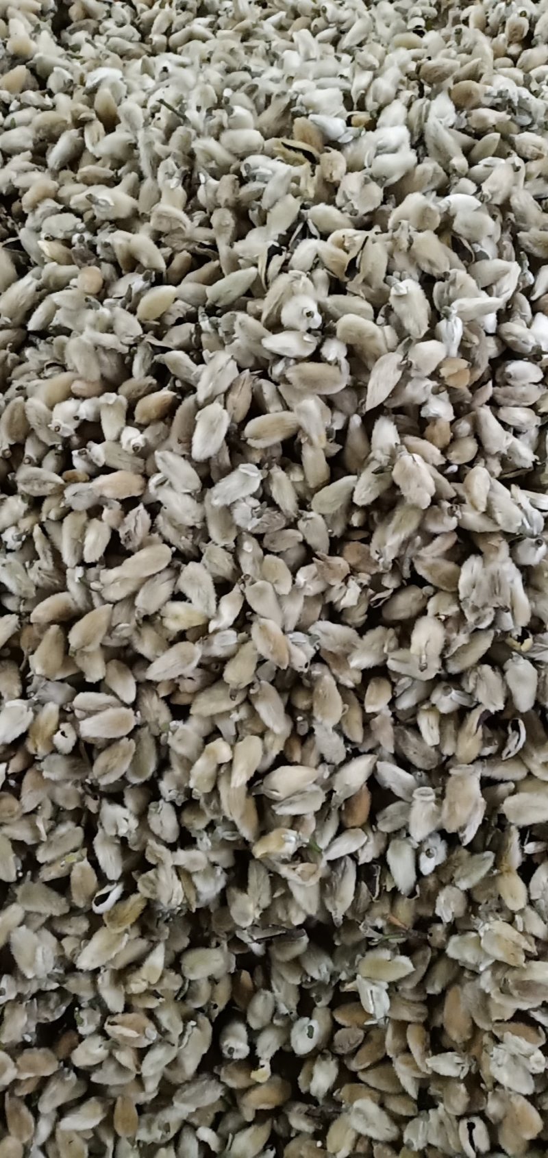 辛夷批发价格可协商纯野生天然货产地直销药食同源