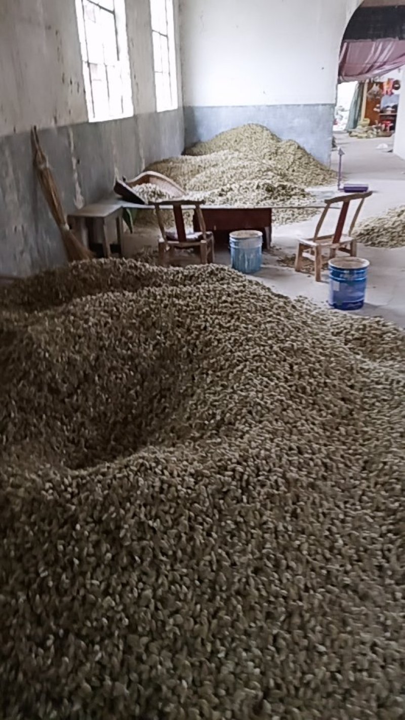 辛夷批发价格可协商纯野生天然货产地直销药食同源