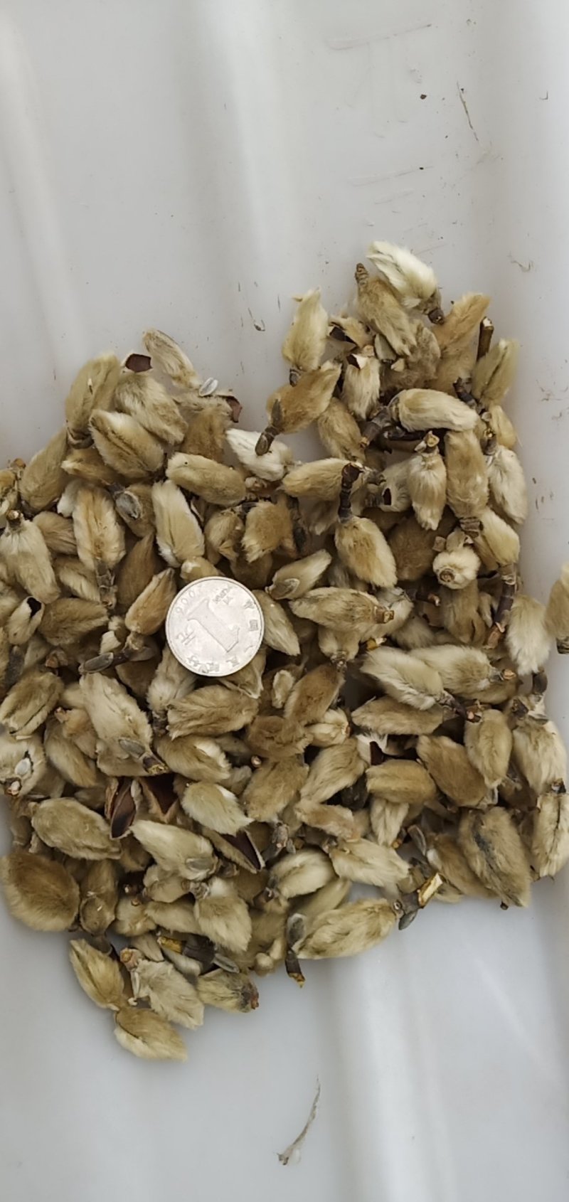 辛夷批发价格可协商纯野生天然货产地直销药食同源