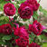 精品大花藤本月季紫袍玉带庭院爬藤攀援浓香月季玫瑰花