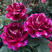 精品大花藤本月季紫袍玉带庭院爬藤攀援浓香月季玫瑰花