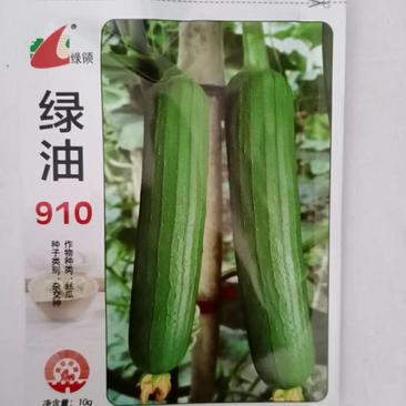 绿领绿油910丝瓜种子