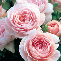 欧月瑞典女王奥斯汀经典品种粉红色直立多头四季开花勤花