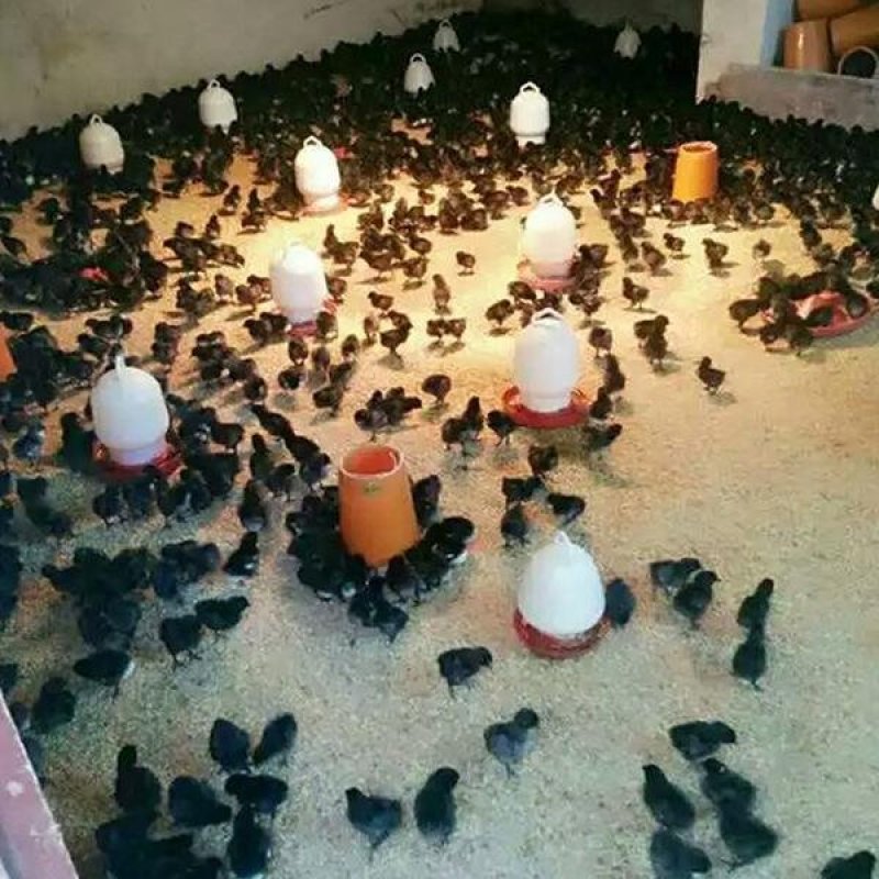 五黑鸡鸡苗，公苗，母苗薄对版包打过疫苗，可视频看货