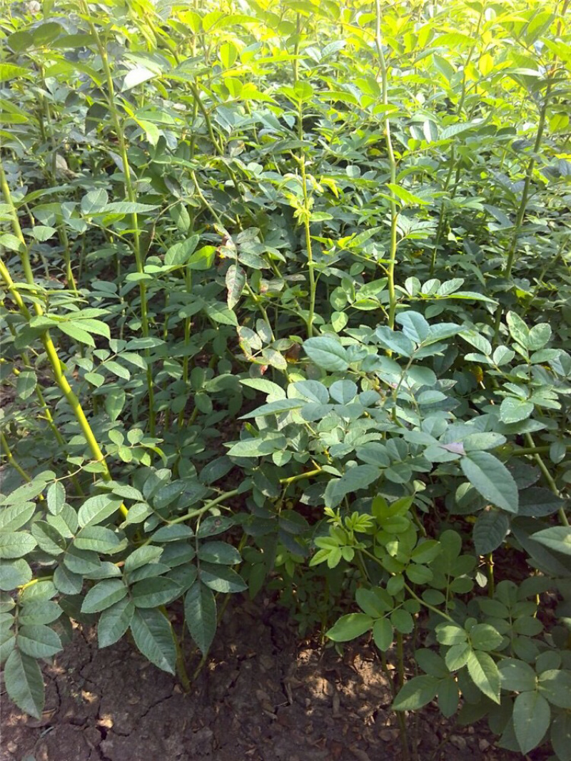 庭院盆栽爬墙梅多花爬藤蔷薇花月季花苗攀援花卉