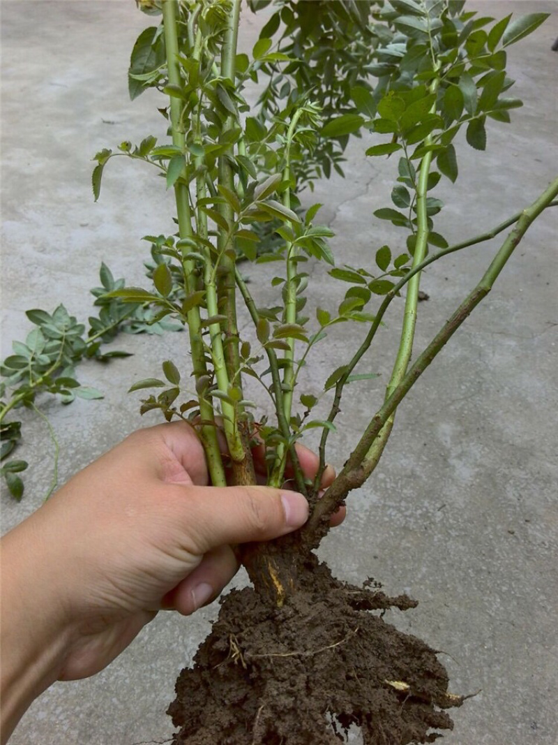庭院盆栽爬墙梅多花爬藤蔷薇花月季花苗攀援花卉