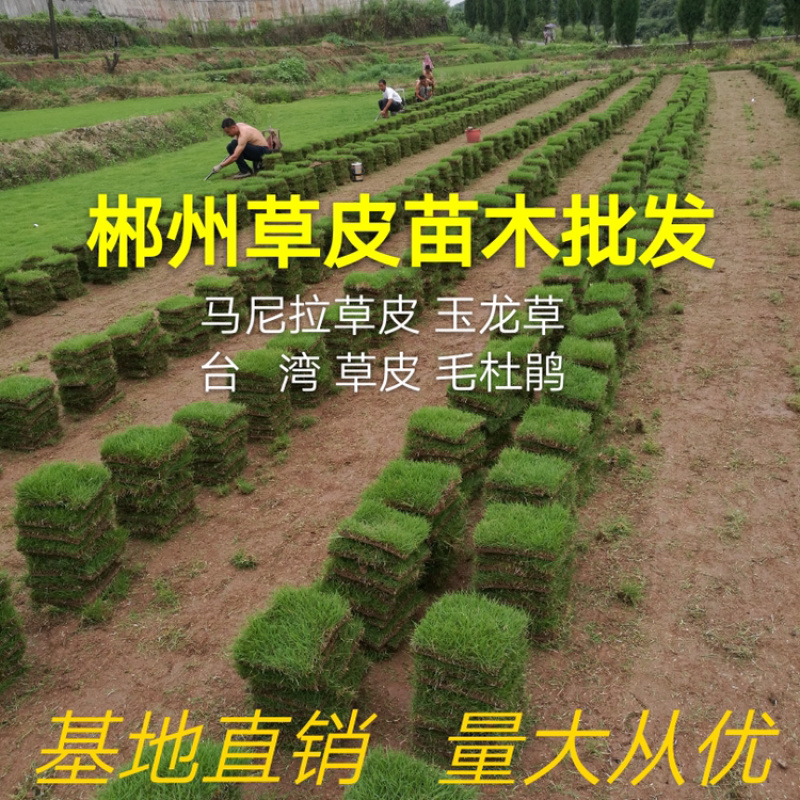 郴州马尼拉草皮基地直销带土发货