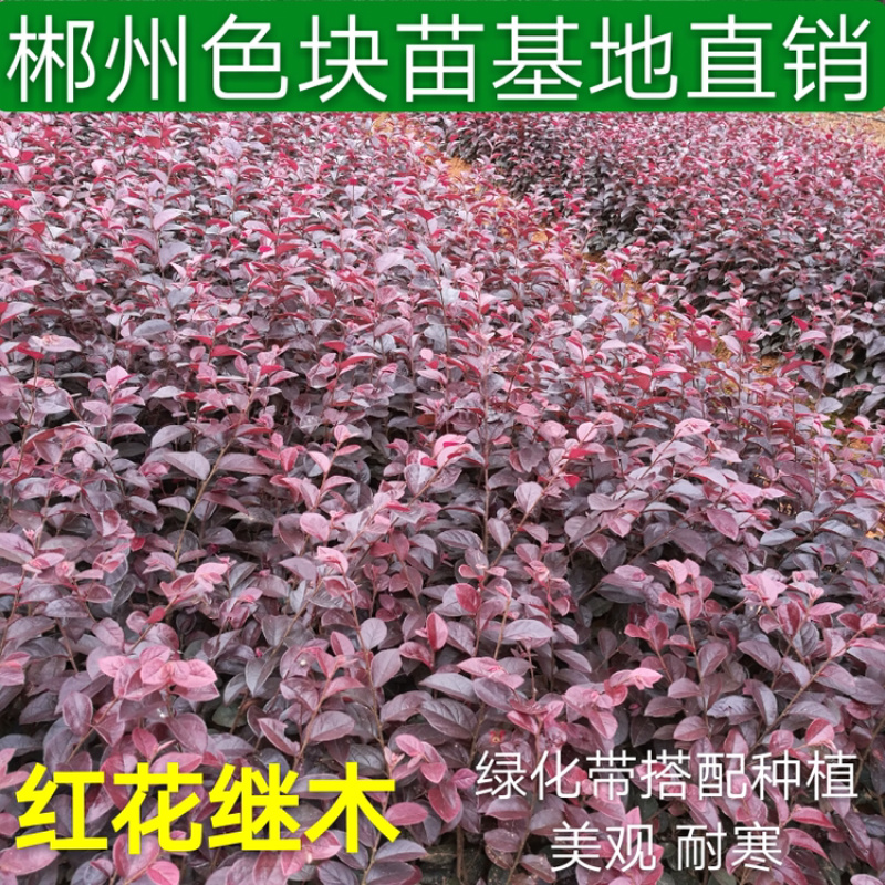 郴州马尼拉草皮基地直销带土发货
