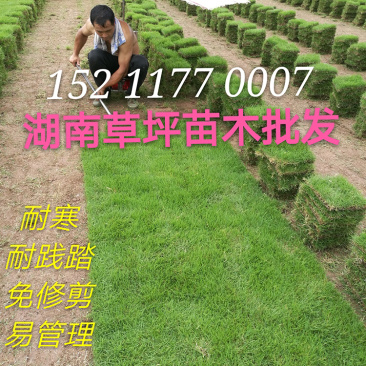 郴州马尼拉草皮基地直销带土发货