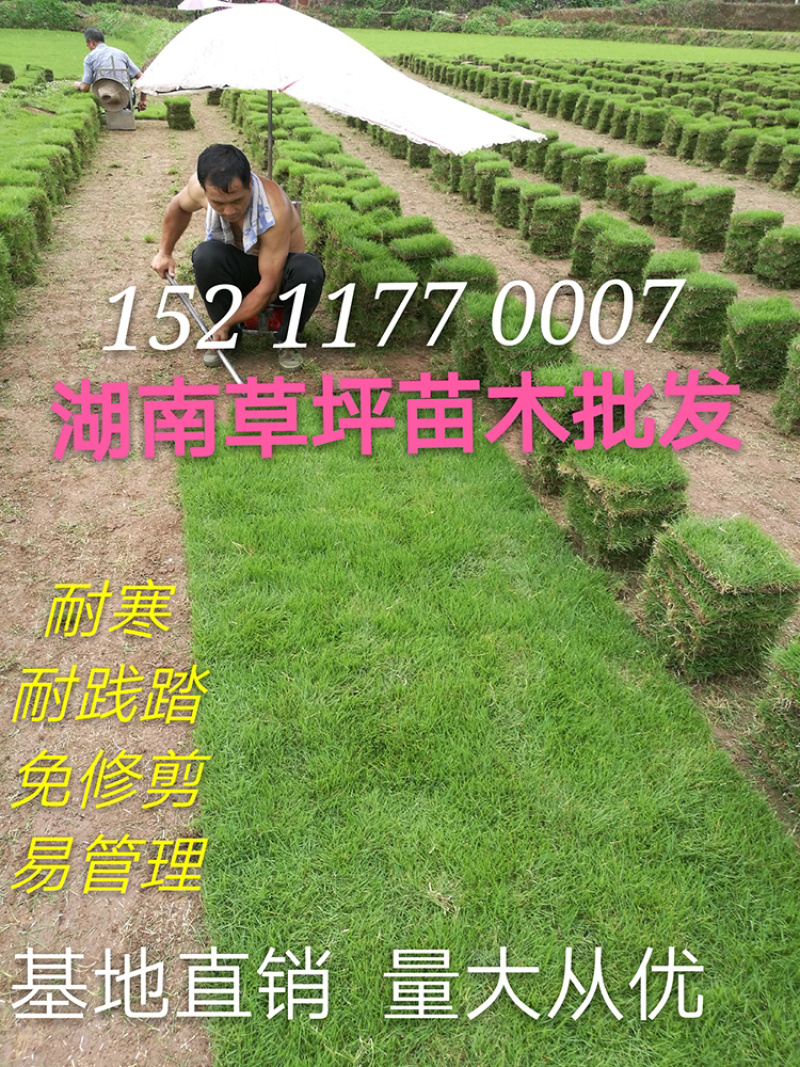 郴州马尼拉草皮基地直销带土发货