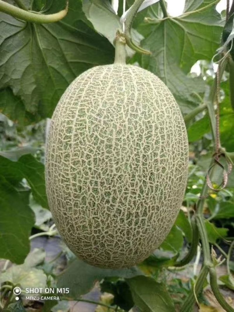 山东精品甜瓜香瓜耀珑25娇蜜25西州蜜网纹瓜