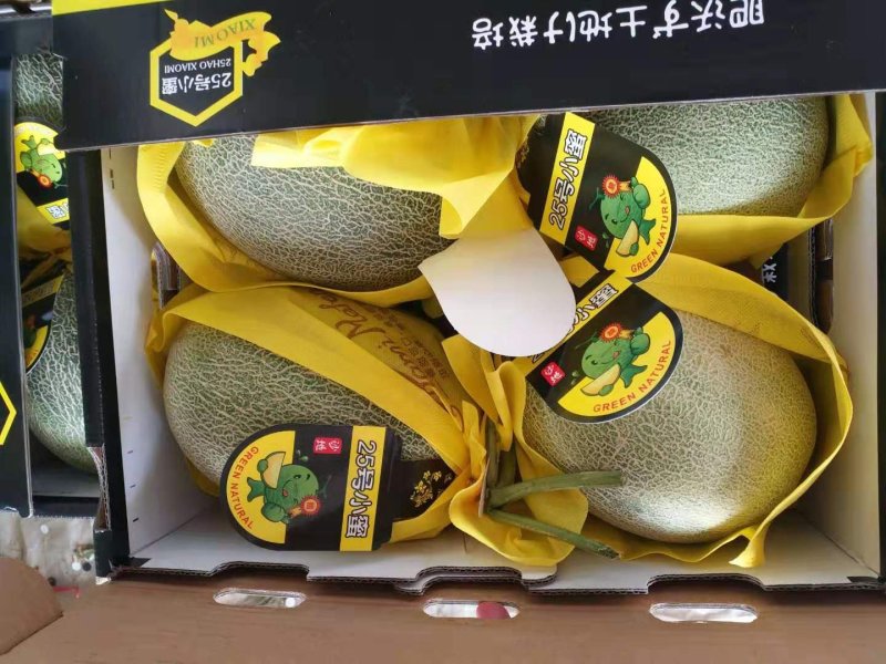 山东精品甜瓜香瓜耀珑25娇蜜25西州蜜网纹瓜