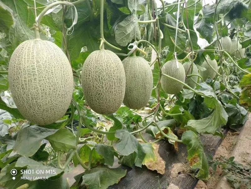 山东精品甜瓜香瓜耀珑25娇蜜25西州蜜网纹瓜