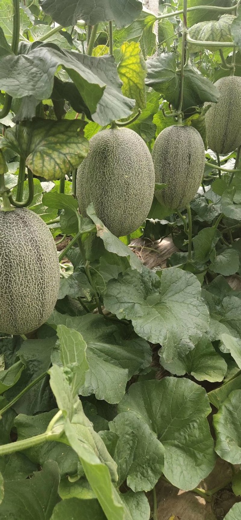 山东精品甜瓜香瓜耀珑25娇蜜25西州蜜网纹瓜