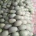 山东精品甜瓜香瓜耀珑25娇蜜25西州蜜网纹瓜