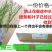 庭院盆栽爬墙梅多花爬藤蔷薇花月季花苗攀援花卉