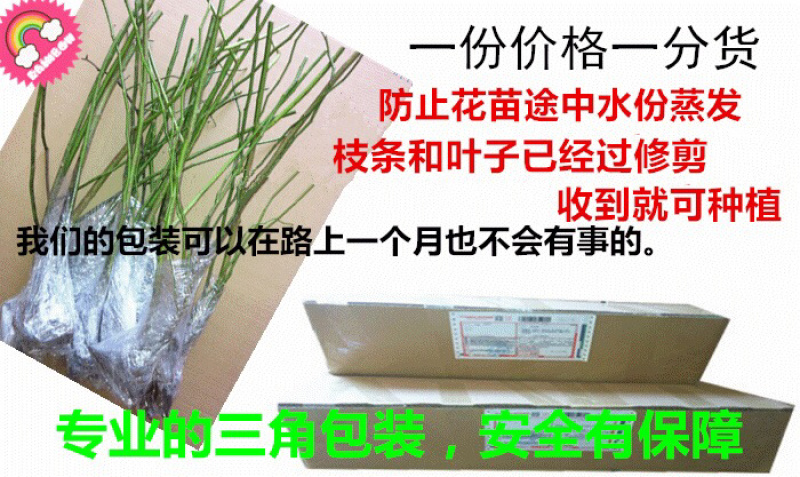 庭院盆栽爬墙梅多花爬藤蔷薇花月季花苗攀援花卉