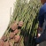 湖北精品香樟树大量2-25香樟光杆香樟带冠香樟